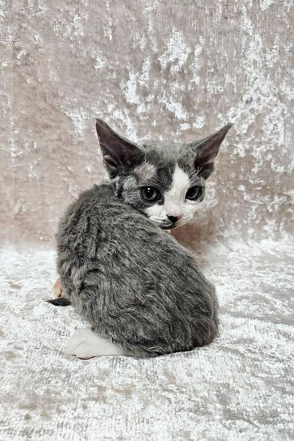 Cute Gray and White Devon Rex Kitten Sitting on a Textured Surface for Cherry Product