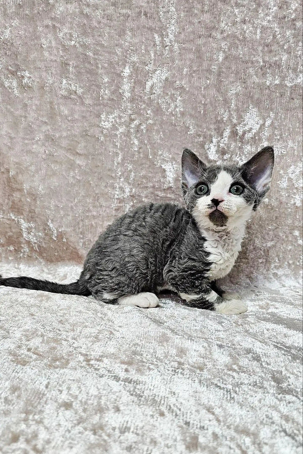 Gray and white Devon Rex kitten with big ears lounging on a cozy textured surface