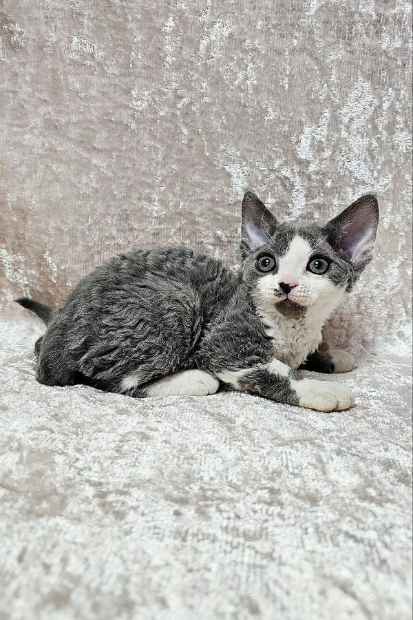 Gray and white Devon Rex kitten with big ears sitting on a cozy textured surface