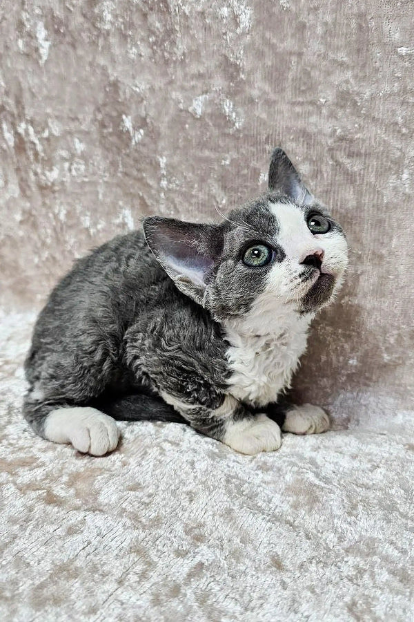 Adorable Gray and White Devon Rex Kitten with Unique Markings on Textured Surface