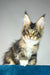 Chester | maine coon kitten