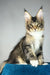 Chester | maine coon kitten