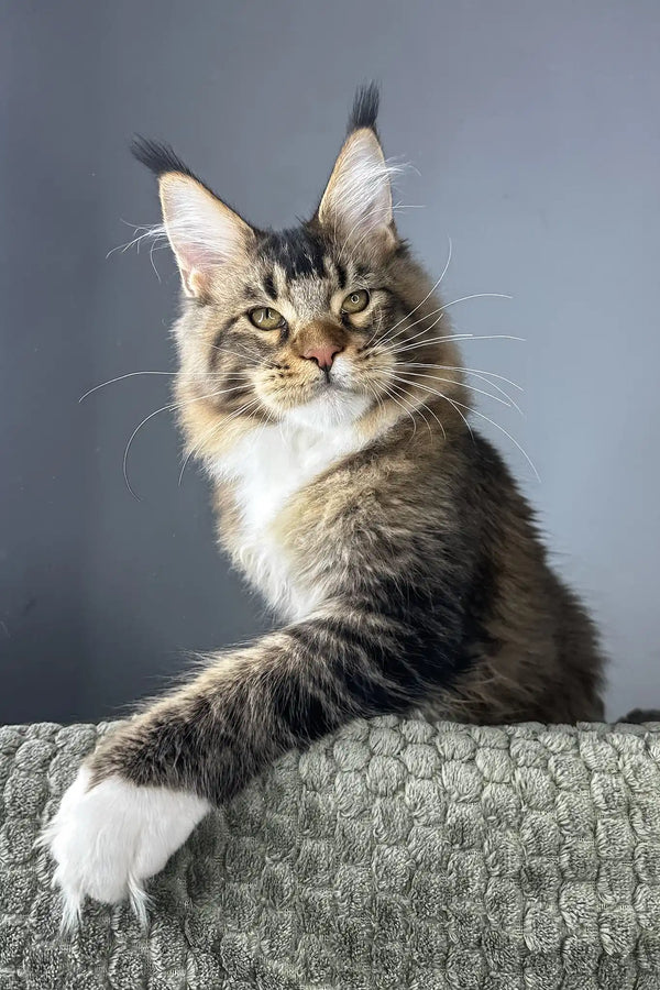 Chester | maine coon kitten