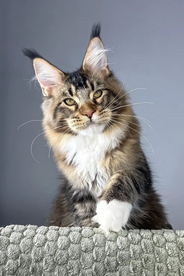 Chester | maine coon kitten