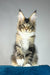 Chester | maine coon kitten