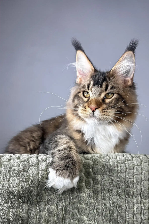 Chester | maine coon kitten
