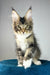 Chester | maine coon kitten