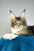 Chester | maine coon kitten