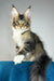 Chester | maine coon kitten