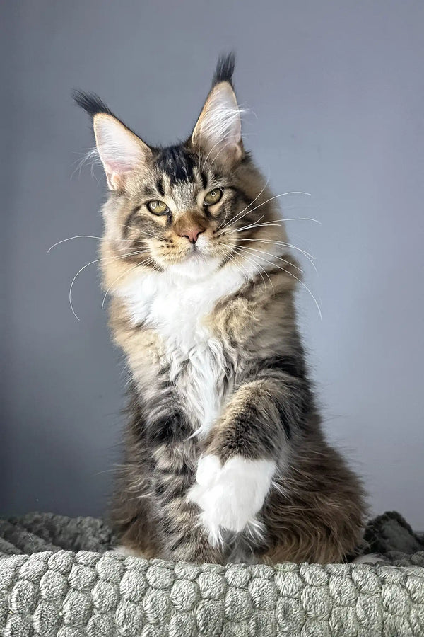 Chester | maine coon kitten