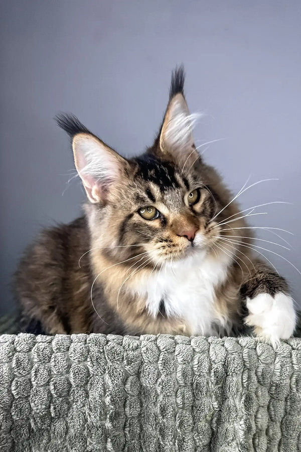 Chester | maine coon kitten