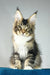 Chester | maine coon kitten