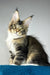 Chester | maine coon kitten