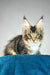 Chester | maine coon kitten