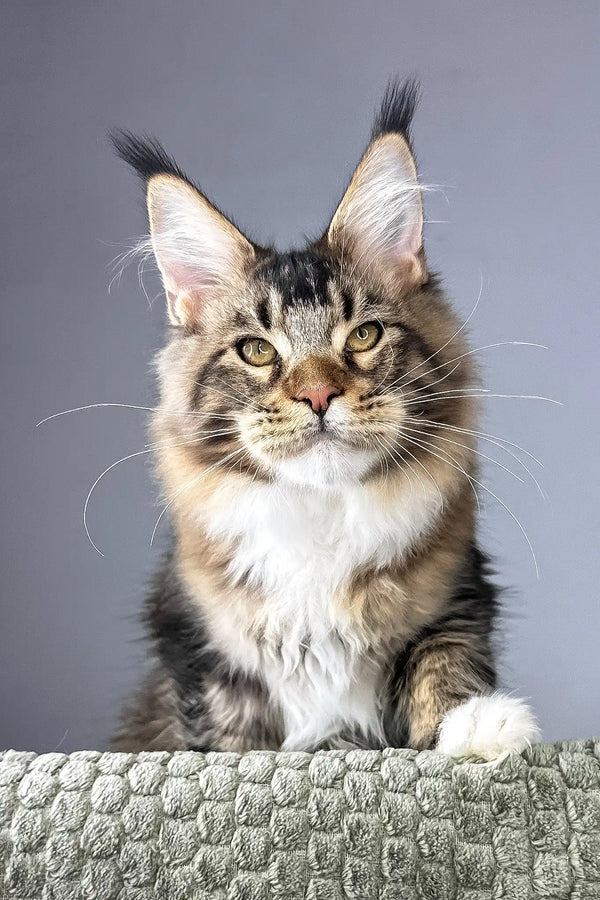 Chester | maine coon kitten