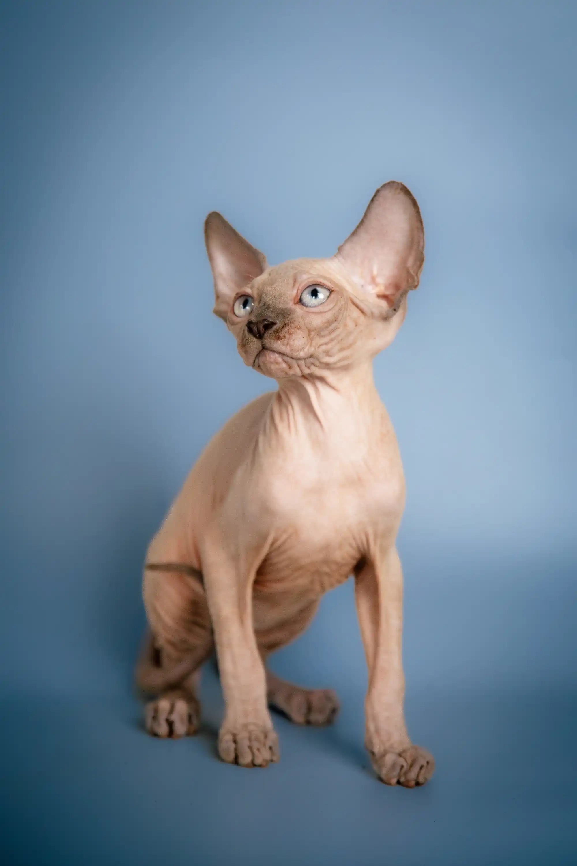 Hairless Sphynx Cats & Kittens for Sale Chester | Kitten