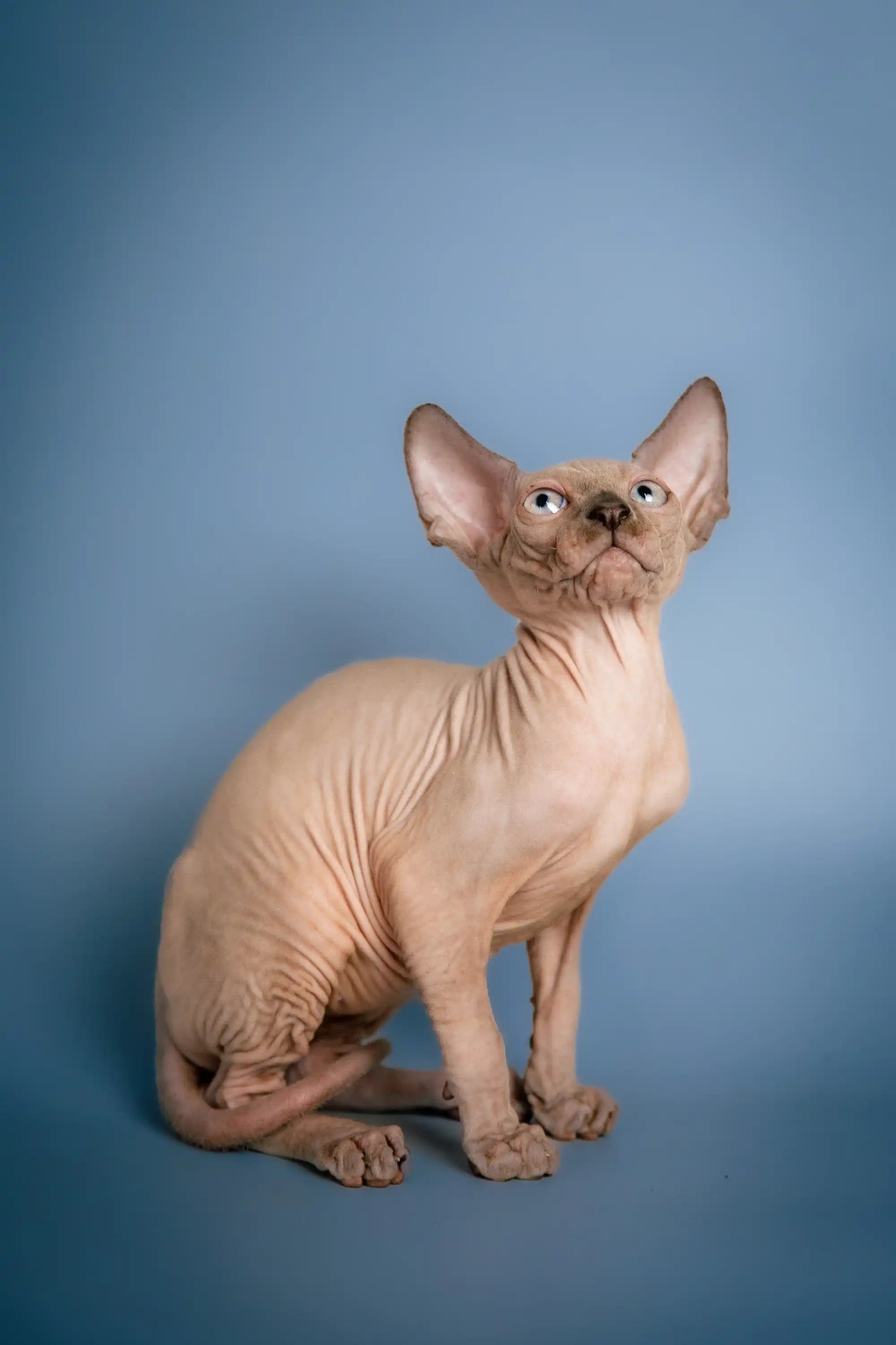 Hairless Sphynx Cats & Kittens for Sale Chester | Kitten