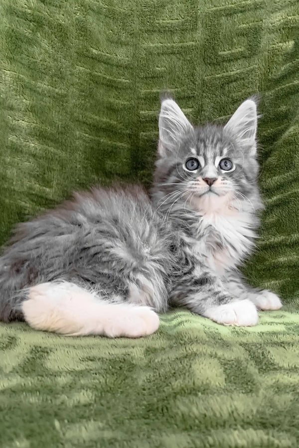 Fluffy gray and white Maine Coon kitten in the Chic collection, super cute and playful
