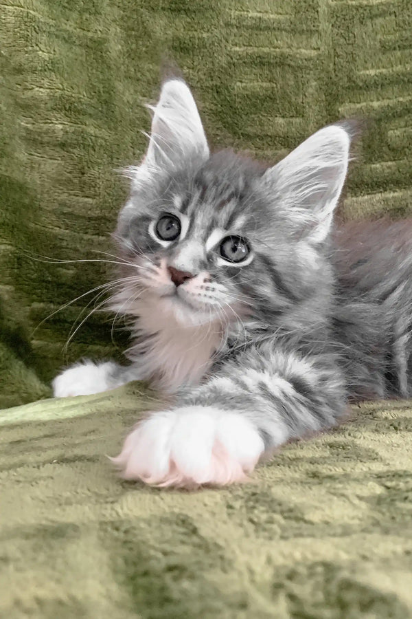 Gray tabby kitten with white paws from Chic Maine Coon Kitten collection