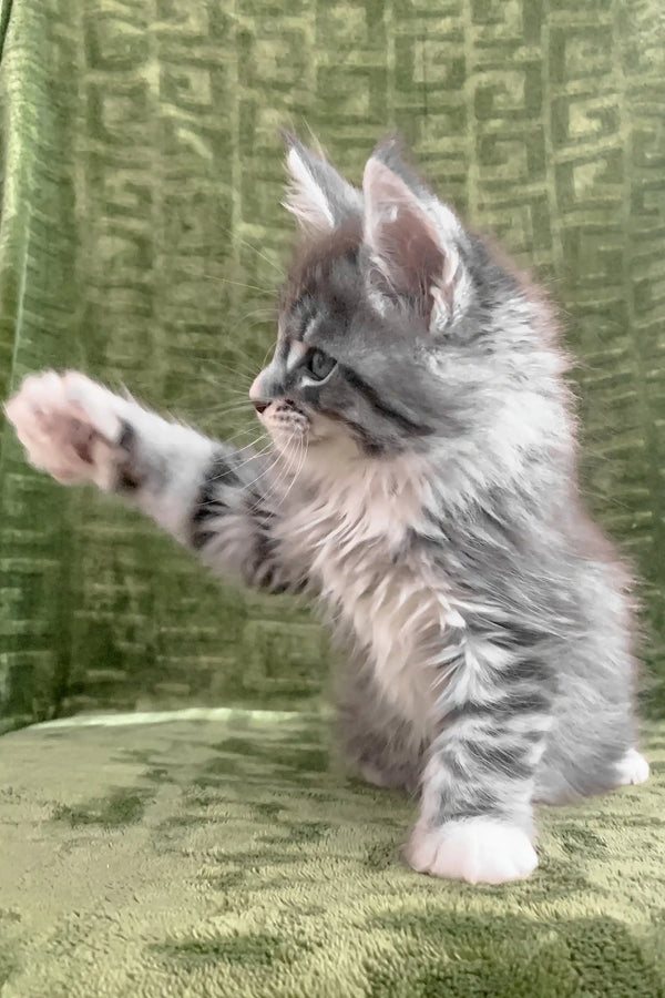Gray tabby kitten with white paws in Chic Maine Coon Kitten product showcase