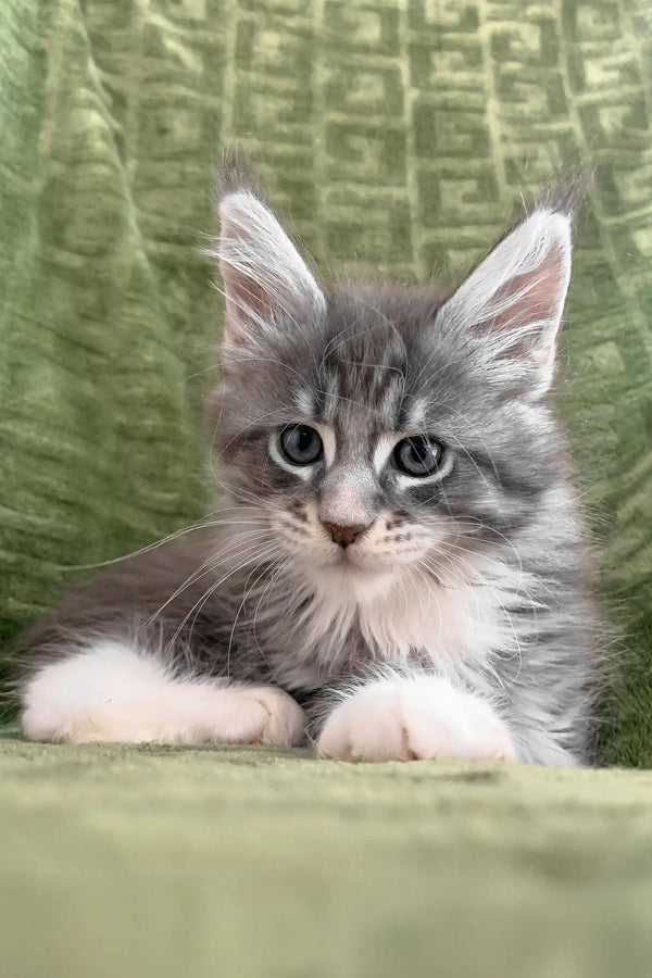 Adorable gray and white Maine Coon kitten from the Chic collection