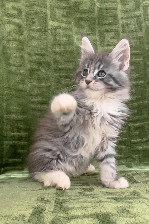 Gray and white Maine Coon kitten with raised paw for the Chic product line