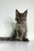 Gray Polydactyl Maine Coon kitten with fluffy fur and pointed ears, meet Chicago