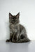 Gray Polydactyl Maine Coon kitten Chicago with fluffy coat and cute ear tufts