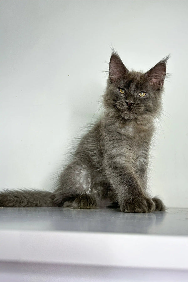 Gray fluffy kitten with pointed ears, a cute Polydactyl Maine Coon in Chicago