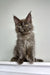 Gray Polydactyl Maine Coon kitten Chicago with fluffy fur and cute ear tufts