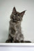 Gray fluffy Polydactyl Maine Coon kitten sitting upright with tufted ears