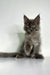 Gray Polydactyl Maine Coon kitten Chicago with fluffy fur and cool ear tufts