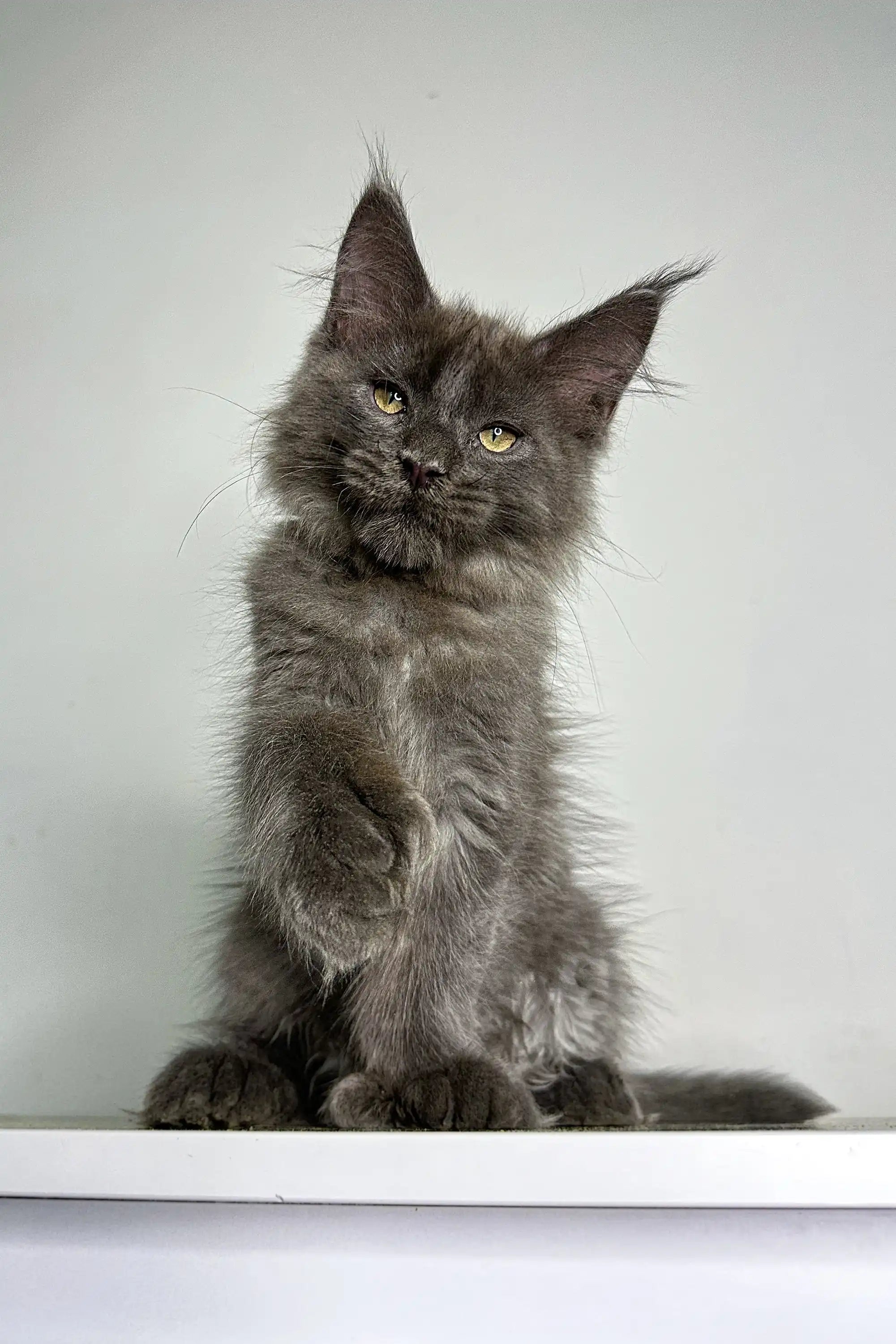Maine Coon Kittens for Sale Chicago | Polydactyl