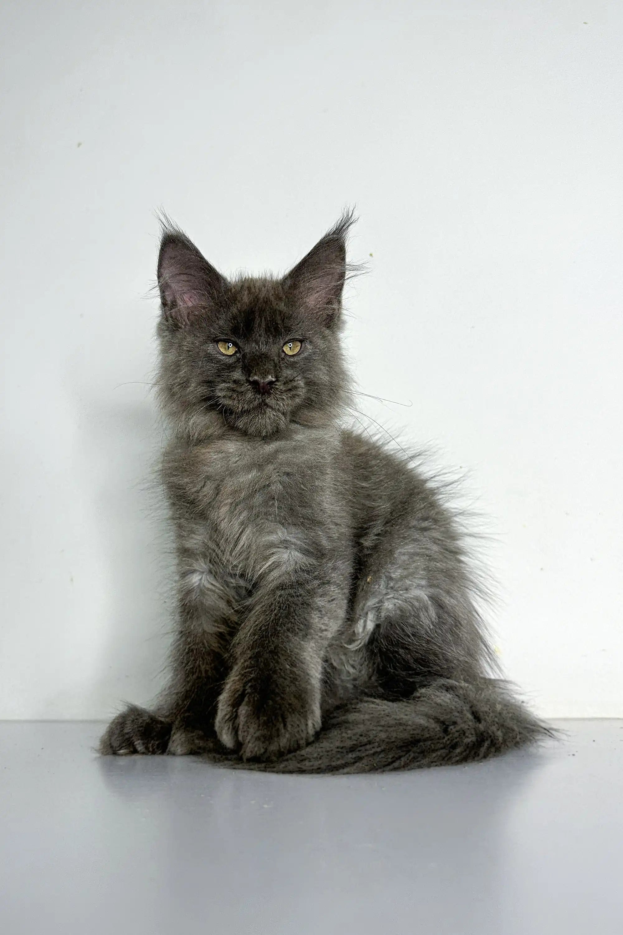 Maine Coon Kittens for Sale Chicago | Polydactyl