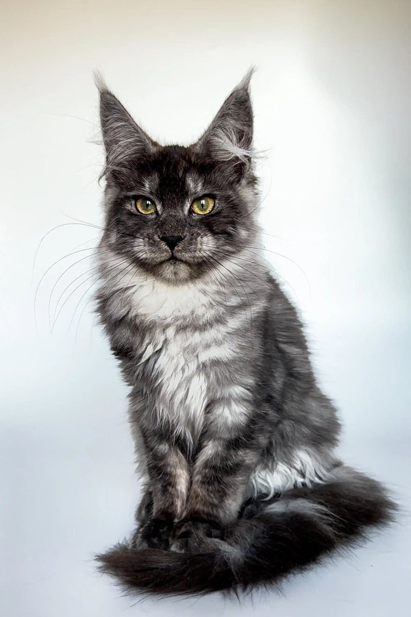 Maine Coon kitten Chika with striking green eyes and a luxurious gray and white coat