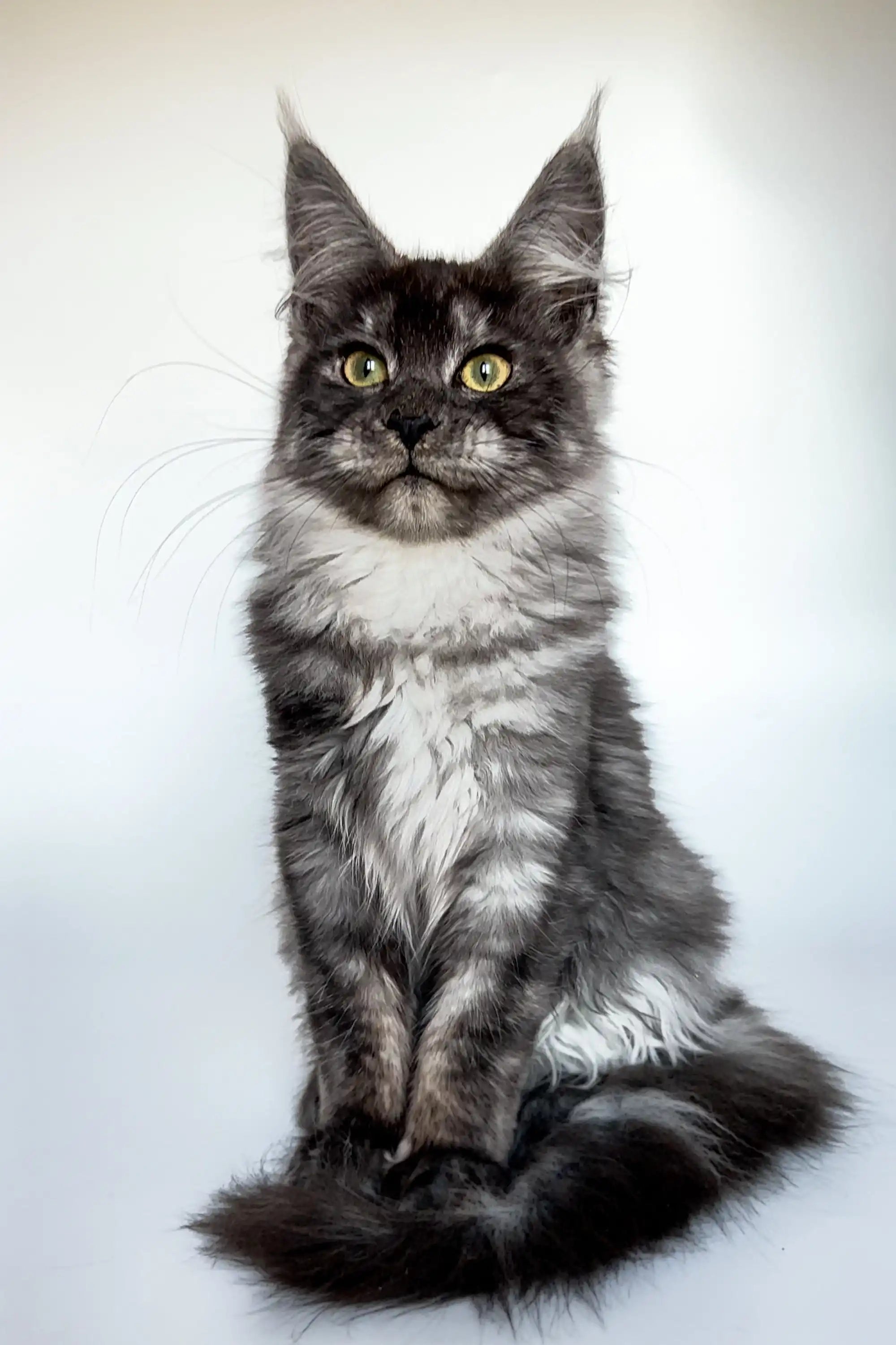 Maine Coon Kittens for Sale Chika | Kitten