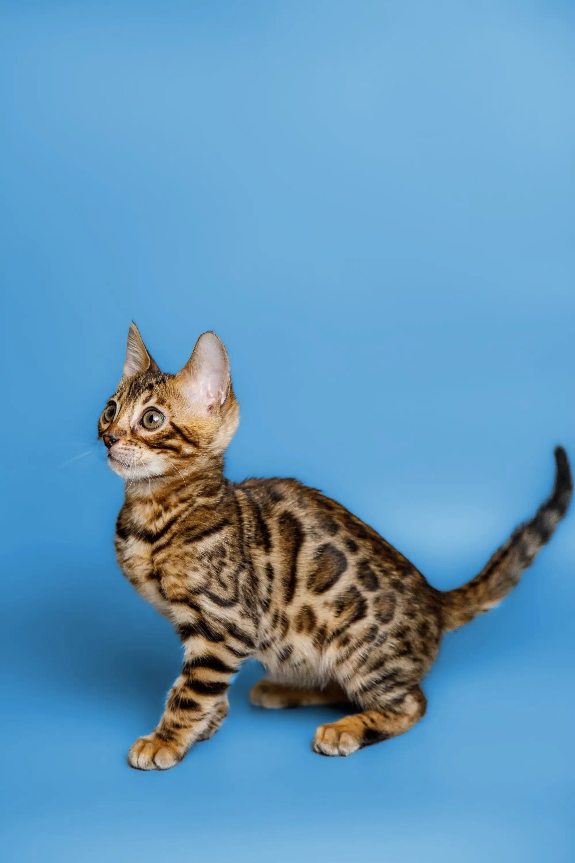 Bengal Cats For Sale | Cat Chili | Kitten