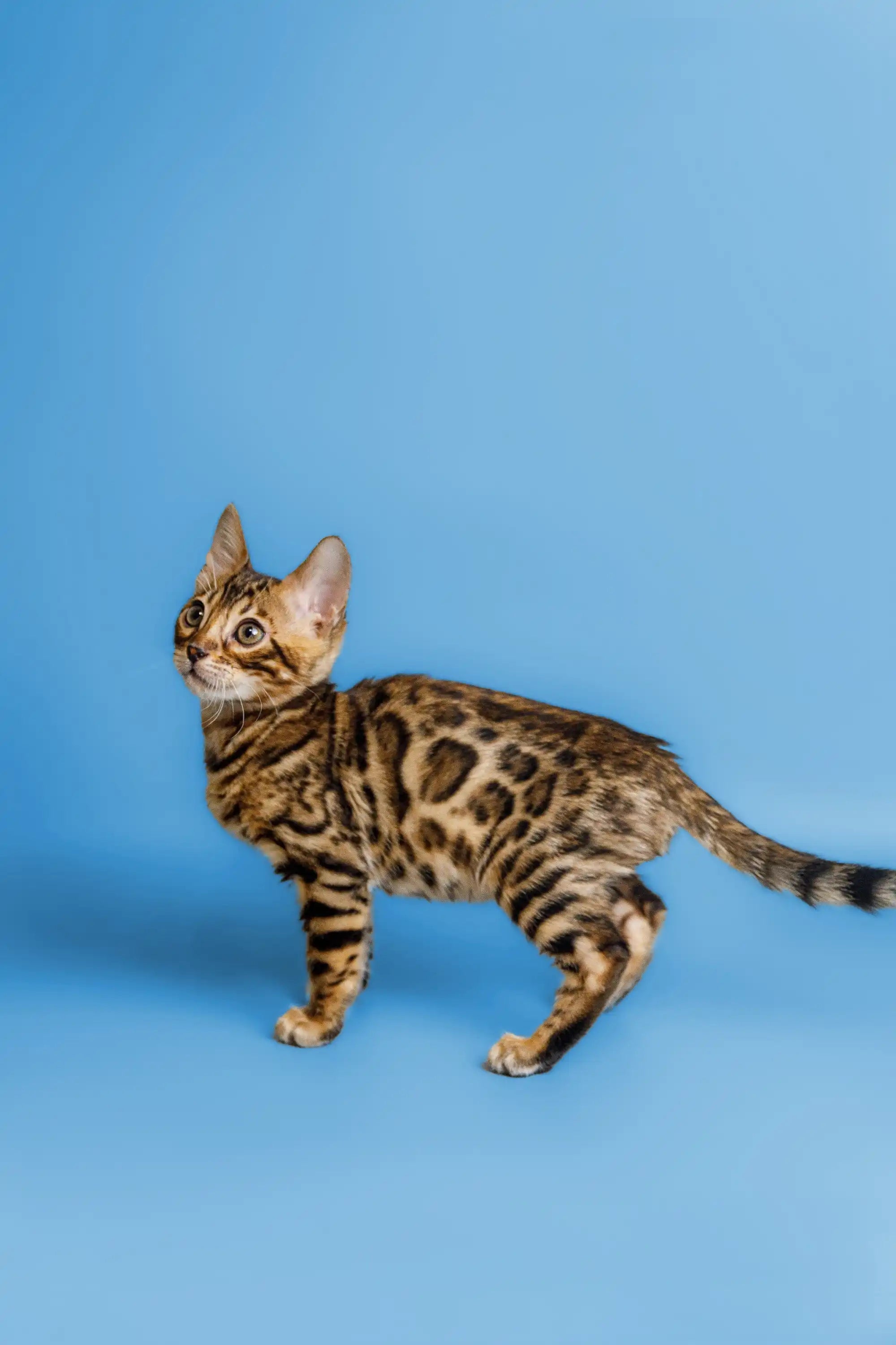 Bengal Cats For Sale | Cat Chili | Kitten