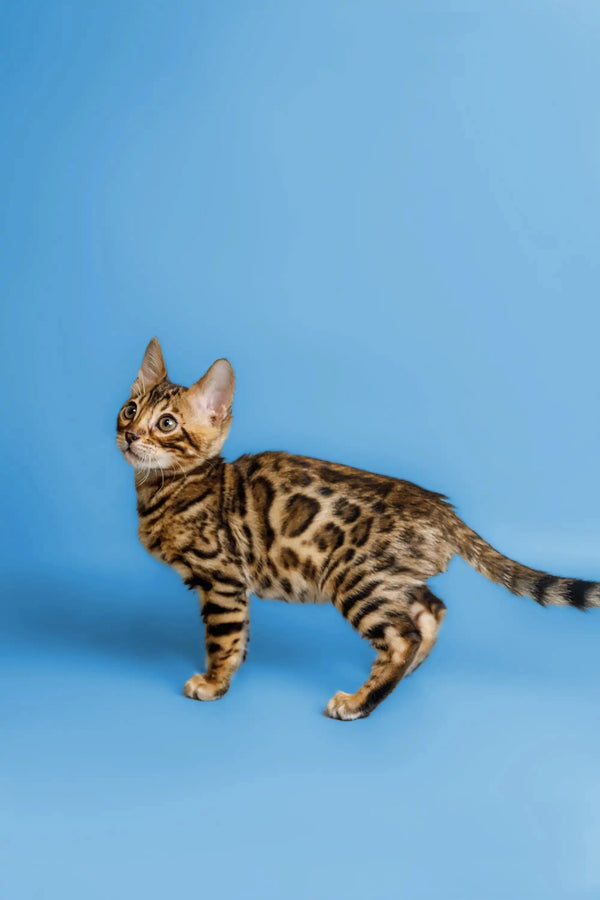 Bengal kitten with stunning spotted coat alert against a blue backdrop