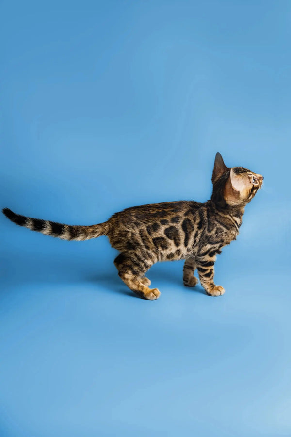 Chili, the adorable Bengal kitten, showing off its unique spotted coat in profile