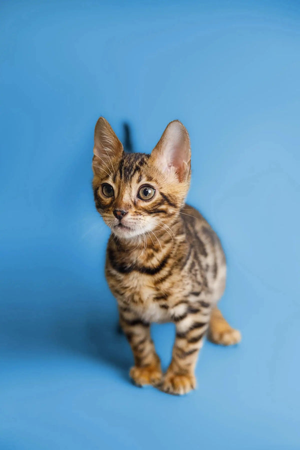 Adorable Bengal kitten Chili with striking stripes and big, curious eyes