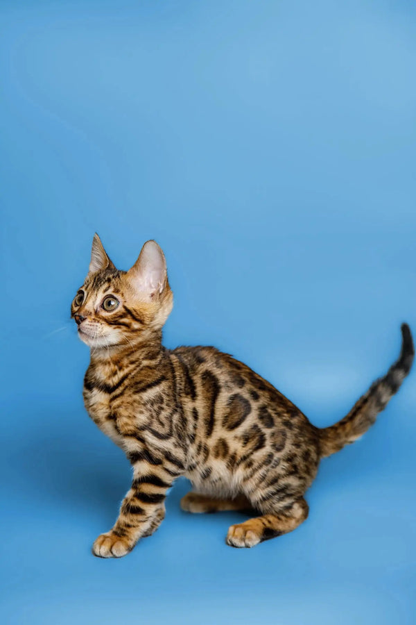 Chili, a playful Bengal kitten with a unique spotted coat pattern
