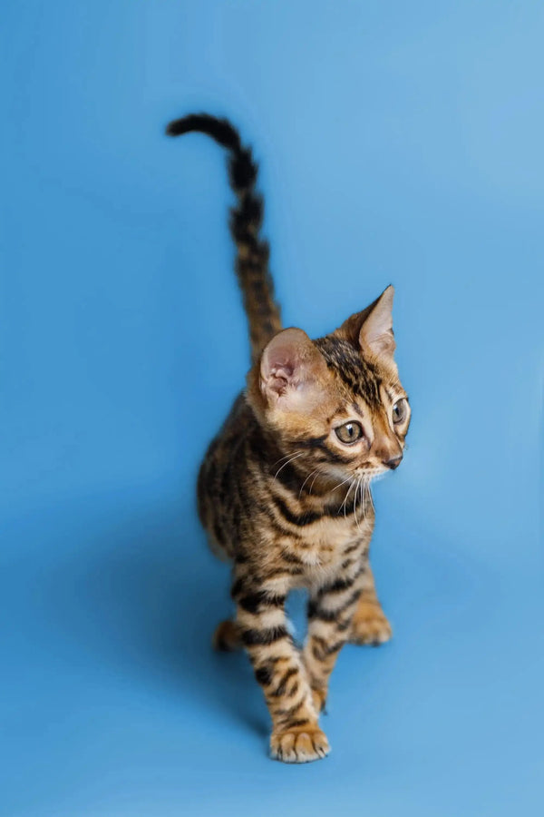 Bengal kitten Chili showing off striking stripes and a curious expression