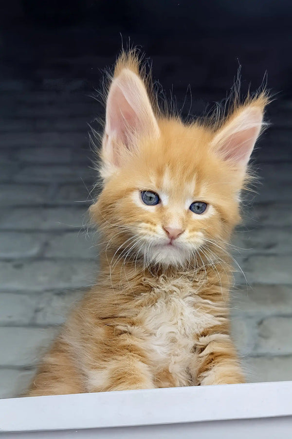Chilli | maine coon kitten