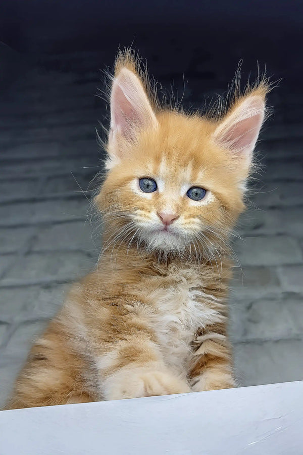 Chilli | maine coon kitten