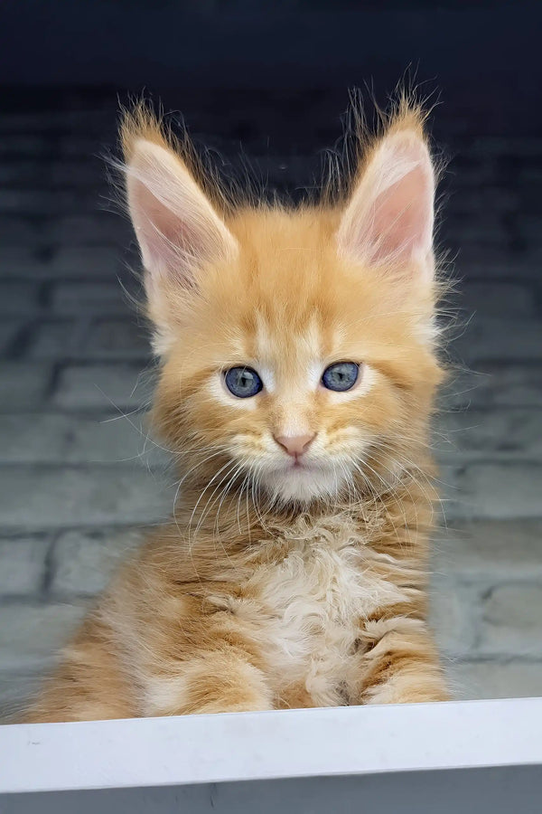 Chilli | maine coon kitten