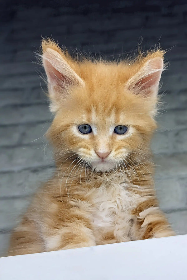 Chilli | maine coon kitten