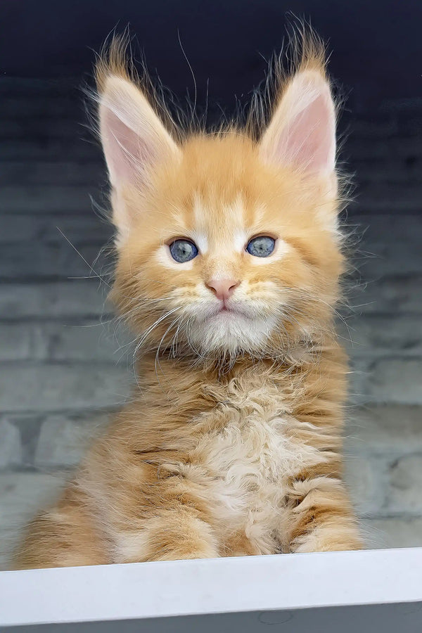 Chilli | maine coon kitten