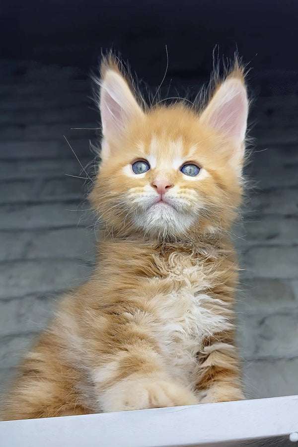 Chilli | maine coon kitten