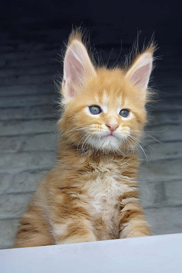 Chilli | maine coon kitten